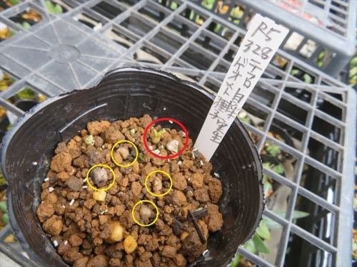 テフロカクタス ゲオメトリクス Tephrocactus geometricus 　昨年開花後、今年3月種子自家採取2023.03.28　種まきしておきました。１芽だけ発芽しています♪2023.04.30