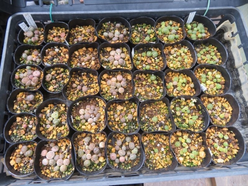 リトープス　Lithops　自家採取種子実生苗（赤茶、緑タイプ）2020.09.21　2023.01.13 植え替えしました。このところ、脱皮を繰り返したりしています。2023.04.30