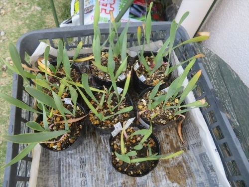 キルタンサス オブリクス　Cyrtanthus obliquus 　ジャイアント キルタンサス2021年８月９月、自家採取種子実生苗、１年８ヵ月経過。根土がパチパチのため植え替えします。2023.05.11