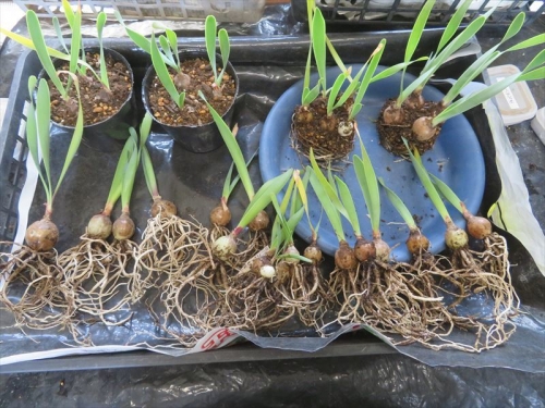 キルタンサス オブリクス　Cyrtanthus obliquus 2021年８月９月、自家採取種子実生苗、１年８ヵ月経過。球根直径大きい品で３cm弱。2023.05.11