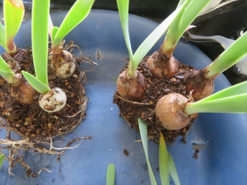 キルタンサス オブリクス　Cyrtanthus obliquus 　2021年８月９月、自家採取種子実生苗、１年８ヵ月経過。９cmポットから抜いてみるとかなり根も張り球根ができています。2023.05.11