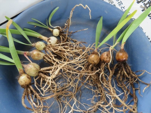 キルタンサス オブリクス　Cyrtanthus obliquus 2021年８月９月、自家採取種子実生苗、１年８ヵ月経過。球根の色が違います。2023.05.11
