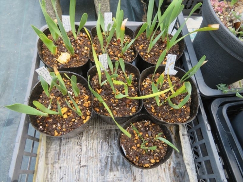 キルタンサス オブリクス　Cyrtanthus obliquus 2021年８月９月、自家採取種子実生苗、１年８ヵ月経過。13.5cmポットに植え替えしました。2023.05.11