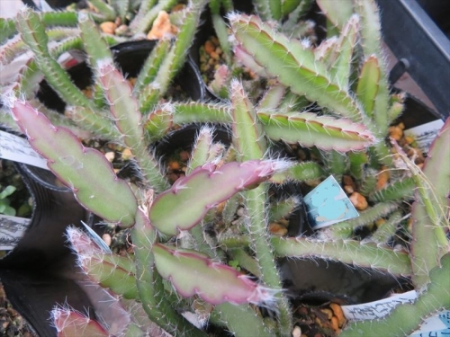 レピスミウム クルシフォルメ Lepismium cruciforme 昆布葉　淡ピンク白花 赤実 南米、亜熱帯 湿潤地域原産。2020.10.07 自家採取実生苗　今年2月に植え替えしました。2023.05.14