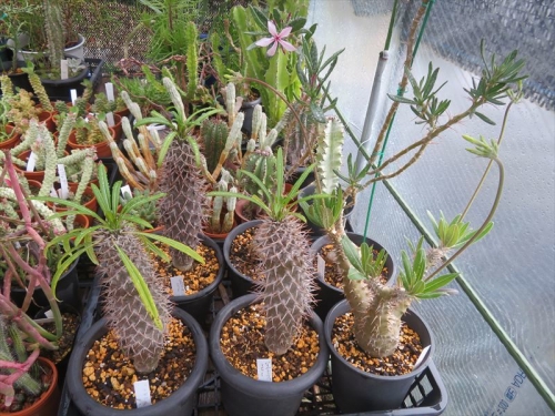 パキポディウム サキュレンタム　Pachypodium succulentum　マダガスカル原産地のようです。開花し始め～♪他ロスラツム 花芽あり、ラメリー、植え替えしました。2023.0518