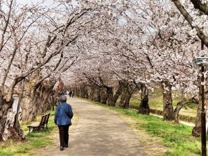 230411桜のトンネル