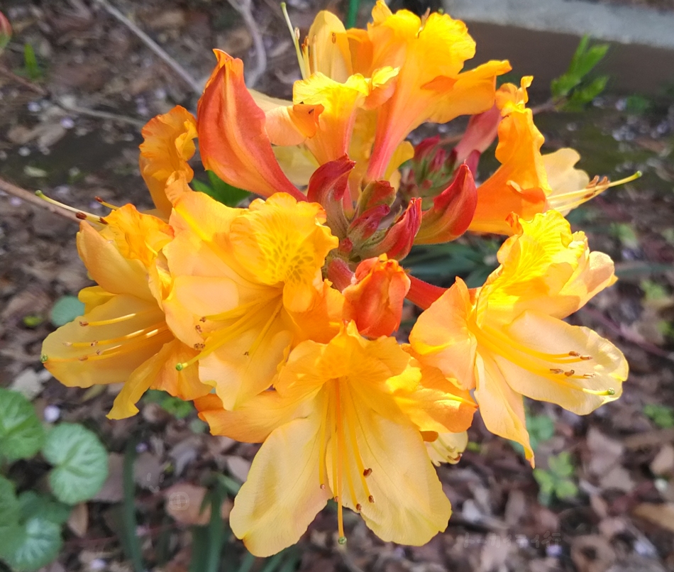 ゴールデンフレアの花