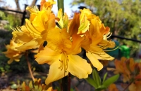 ゴールデンフレアの花