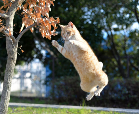 猫がジャンプ