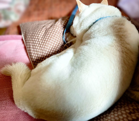 居間で熟睡する柴犬　ペット