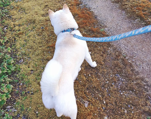 犬と散歩　ペットの白柴