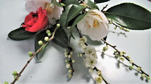 白梅開花