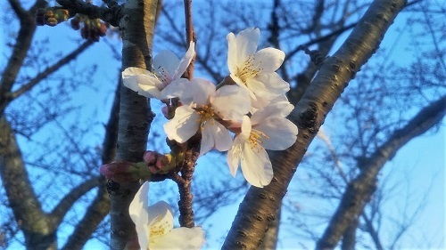 桜一分咲き