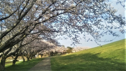 桜満開５
